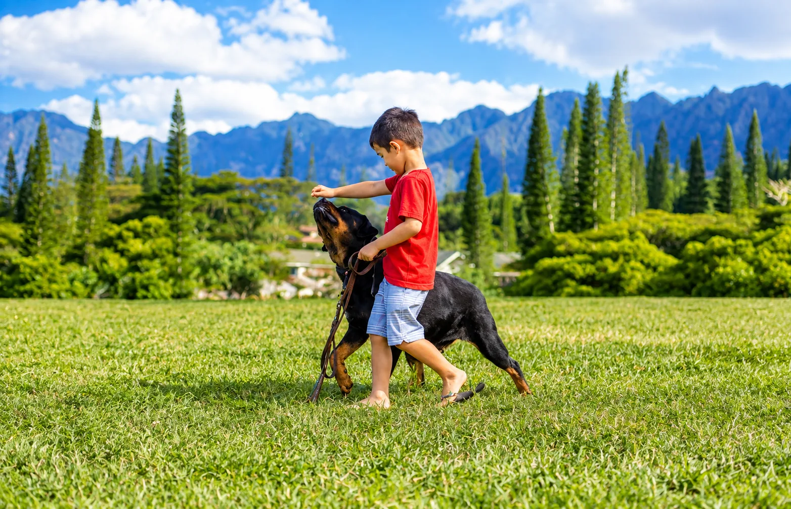 A boy in a red shirt walking a Rottweiler on a leash across a grassy field with evergreen trees and mountains in the background