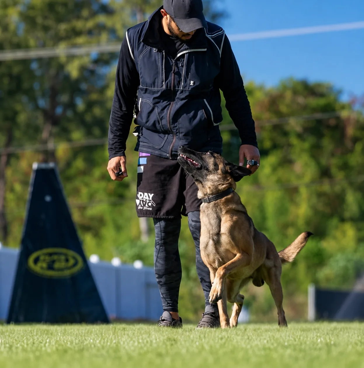 A dog trainer in a navy tactical jacket working with a Belgian Malinois on a grassy field